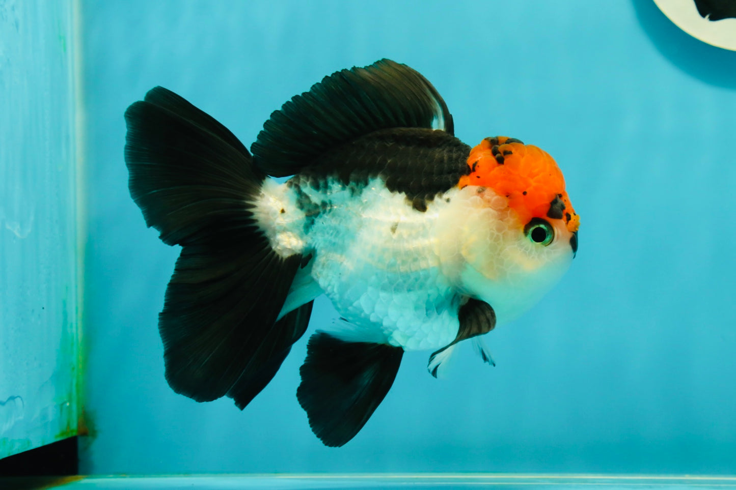 A Grade Tricolor Oranda Male 5-5.5 inches #110824OR_09