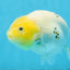 A Grade White Sakura Chinese Ranchu Female 5 inches #112125RC_17