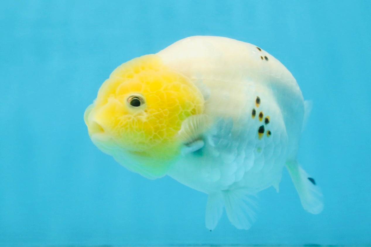 A Grade White Sakura Chinese Ranchu Female 5 inches #112125RC_17