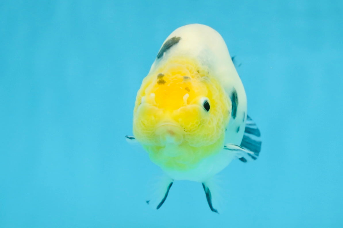 UNIQUE A Grade Chinese Cow Ranchu Female 4.5 inches #102425RC_04