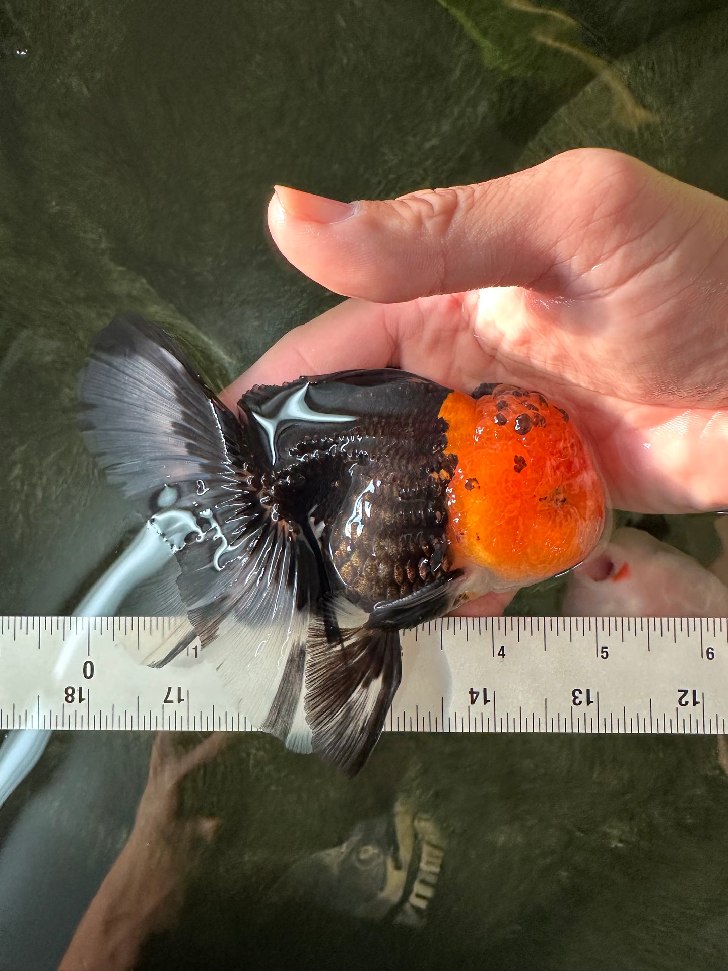 A Grade Monster Red Head Tricolor Oranda Male 5 inches #110124OR_16