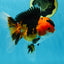 AAA Grade Tricolor Oranda Male 5-5.5 inches #051625OR_24