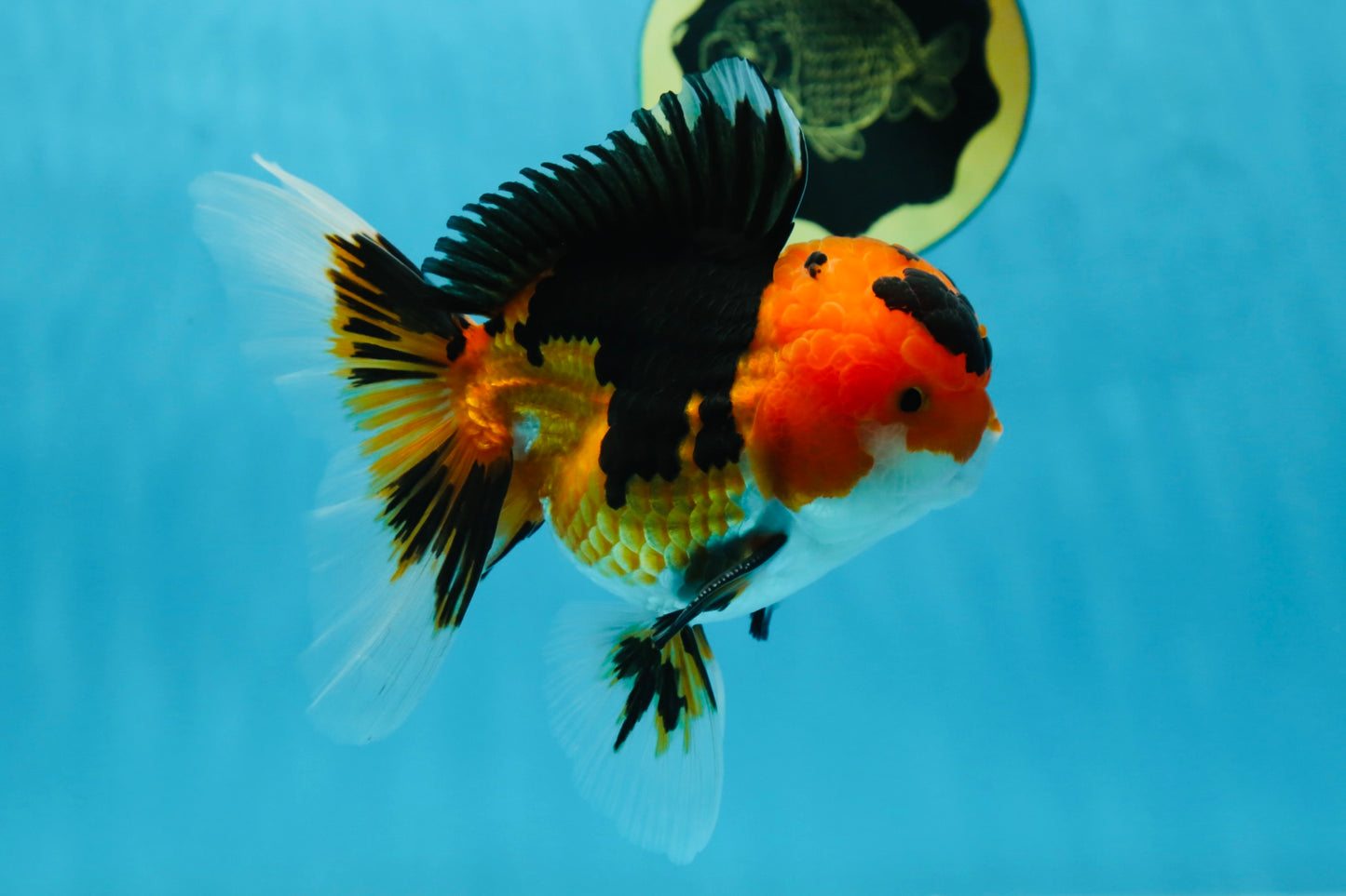 AAA Grade Tricolor Oranda Male 5-5.5 inches #051625OR_24