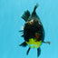 AAA Grade Dark Tiger Yuanbao Male 6-6.5 inches #041026YB_29