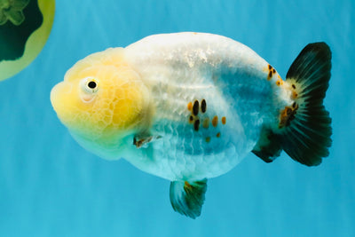 Chinese Sakura Ranchu Female 5-5.5 inches #041026RC_19