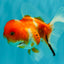 Sakura Oranda Female 5 inches #050126OR_06