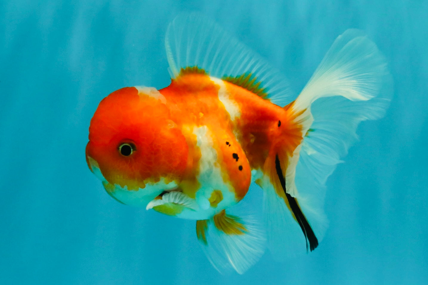 Sakura Oranda Female 5 inches #050126OR_06