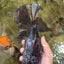 KING KONG AAA Grade Black Oranda Female 8 inches #100926OR_11