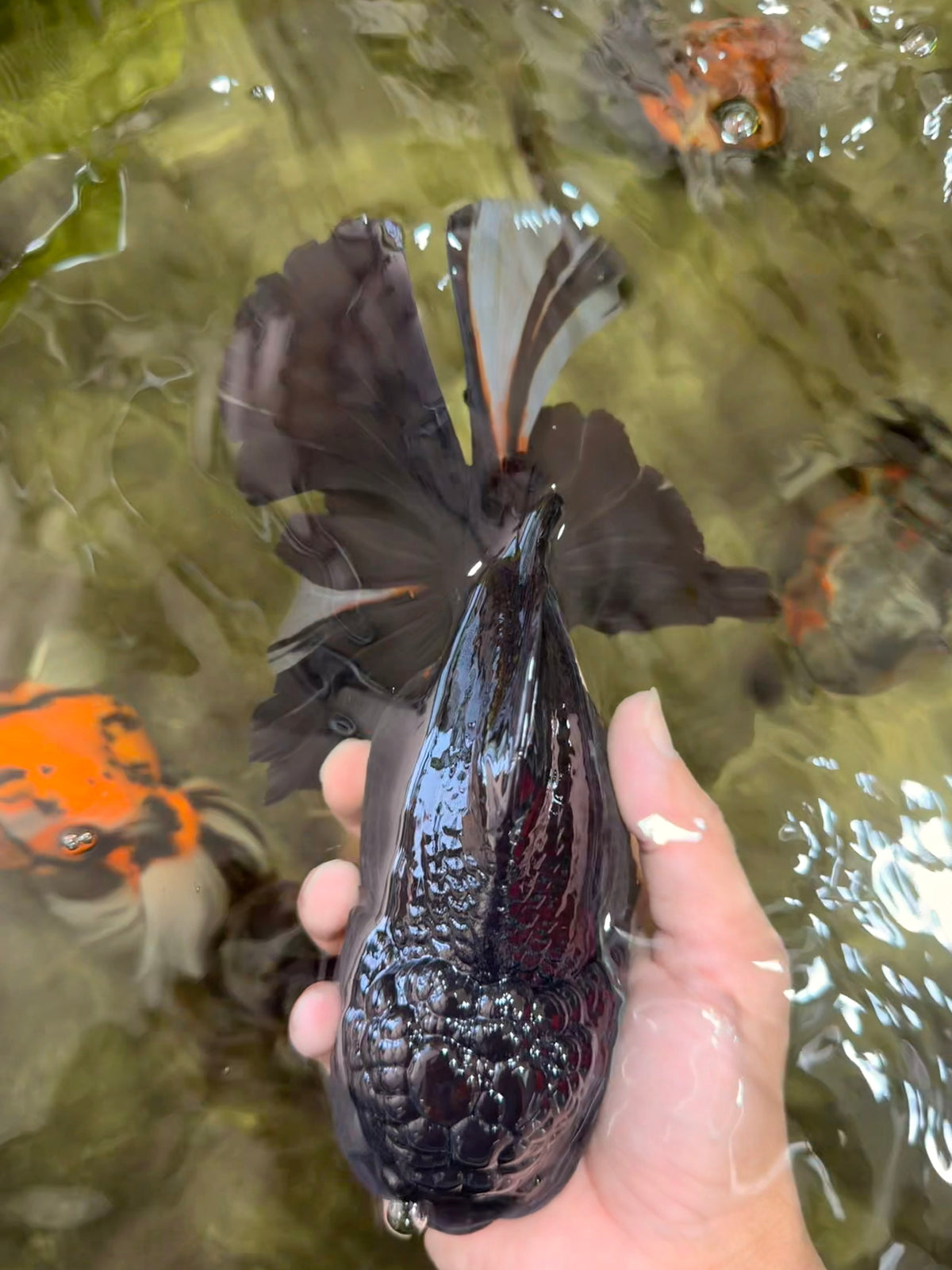 KING KONG AAA Grade Black Oranda Female 8 inches #100926OR_11