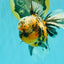 CHUBBY A Grade Calico Tiger Oranda Male 6-6.5 inches #091826OR_04
