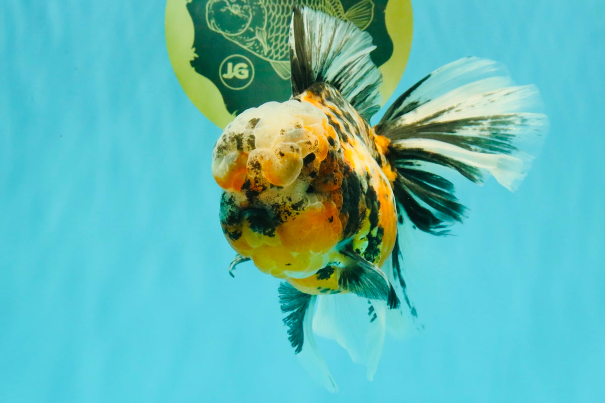 CHUBBY A Grade Calico Tiger Oranda Male 6-6.5 inches #091826OR_04