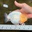 SPECIAL White Buffalo Ranchu Female 5.5 inch #092526RC_21