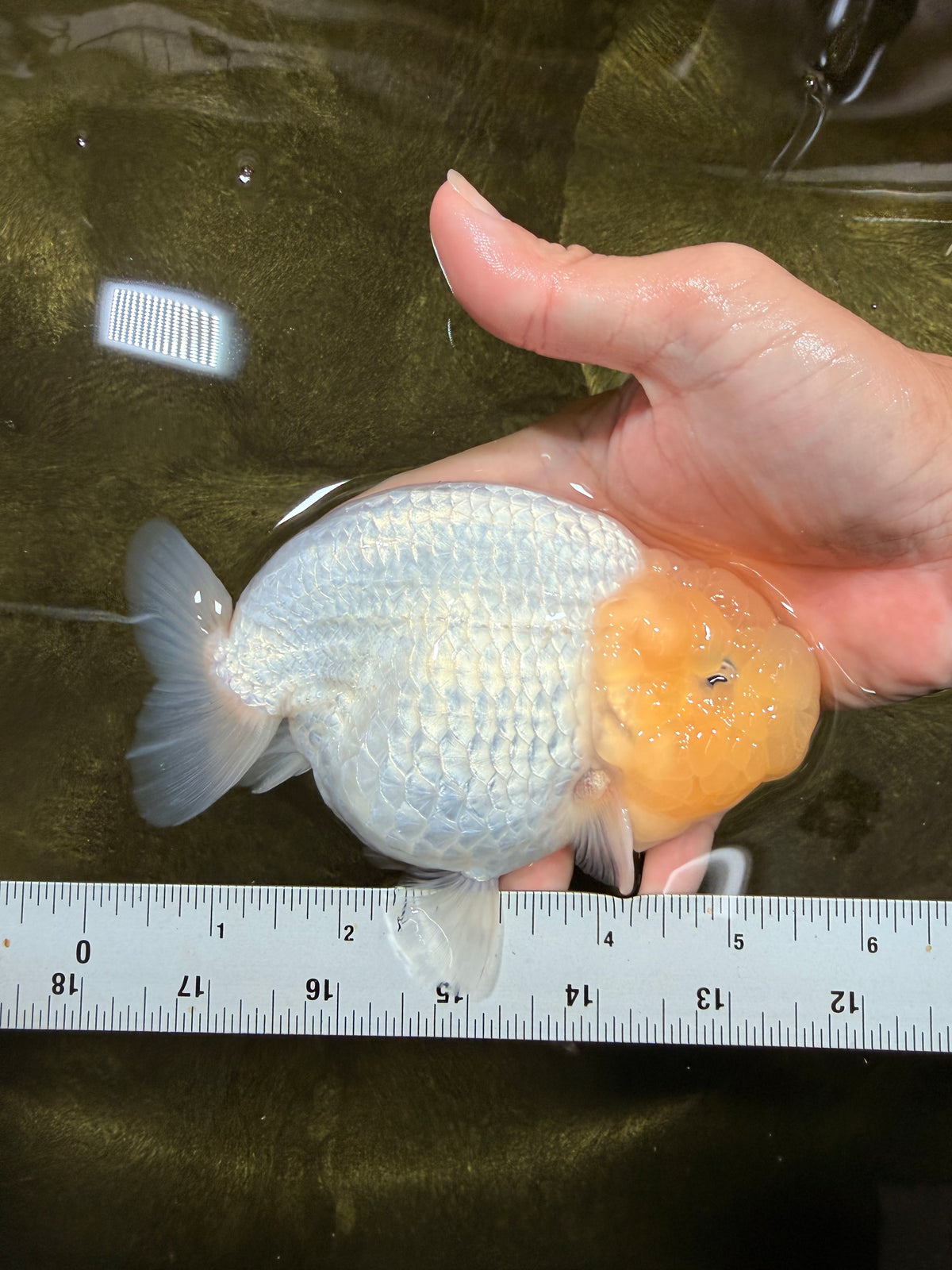 SPECIAL White Buffalo Ranchu Female 5.5 inch #092526RC_21