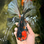 A Grade Tiger Oranda Male 7.5-8 inches #101626OR_17