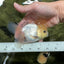 A Grade Lemonhead Oranda Male 4.5 inches #111524OR_21