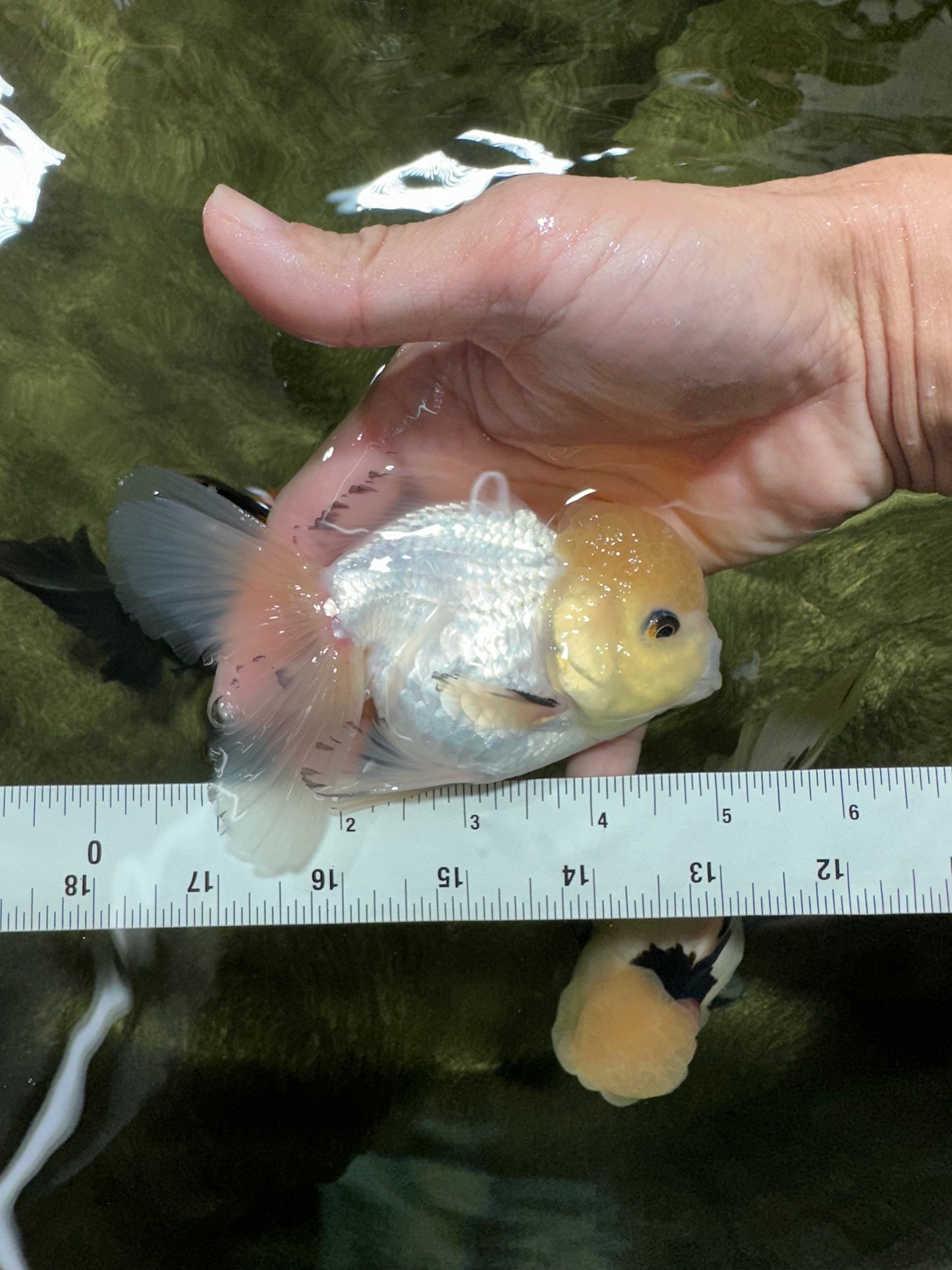 A Grade Lemonhead Oranda Male 4.5 inches #111524OR_21