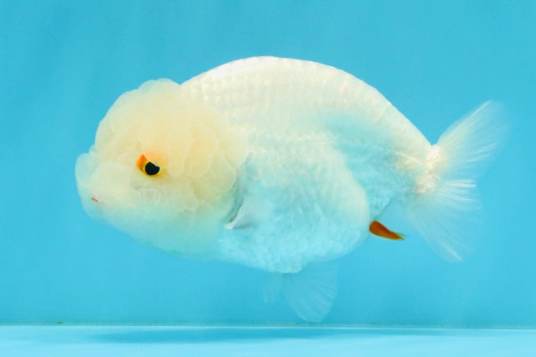 White Lionchu Female 4.5 inches #032726LC_22