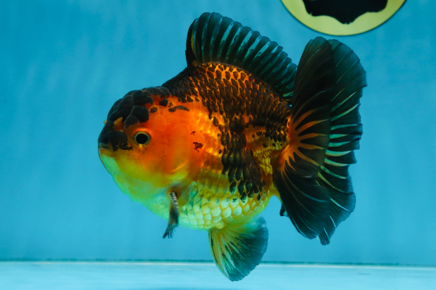 A Grade SUPER CUTE Apache Yuanbao Male 5 inches #091925YB_17