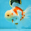 AAA Grade ADORABLE Sakura Oranda Male 6-6.5 inches #091925OR_14