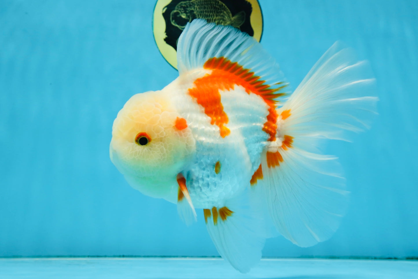 AAA Grade ADORABLE Sakura Oranda Male 6-6.5 inches #091925OR_14