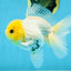 A Grade Lemonhead Button Eyes Oranda Male 5-5.5 inches #082225OR_21