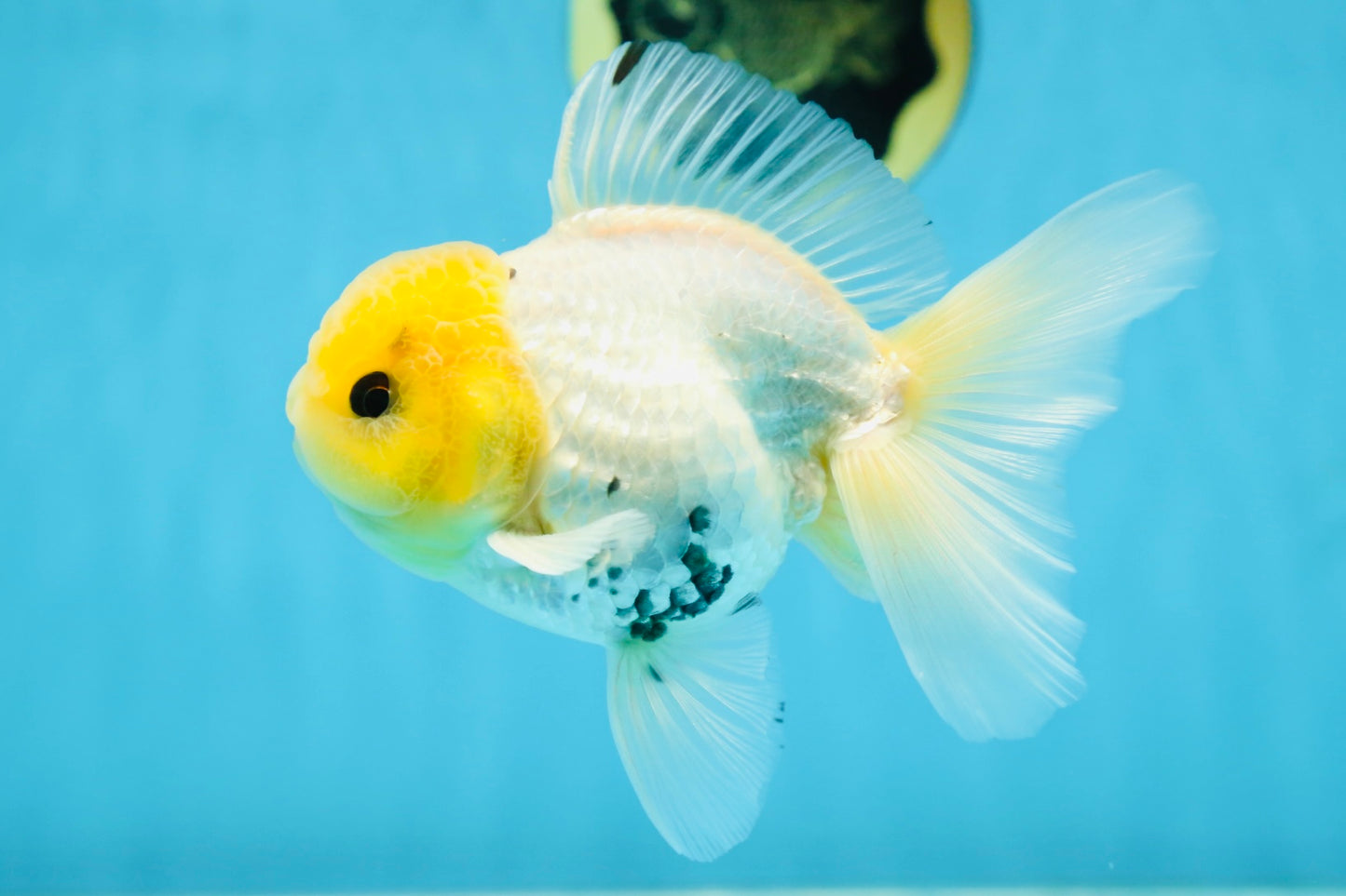 A Grade Lemonhead Button Eyes Oranda Male 5-5.5 inches #082225OR_21