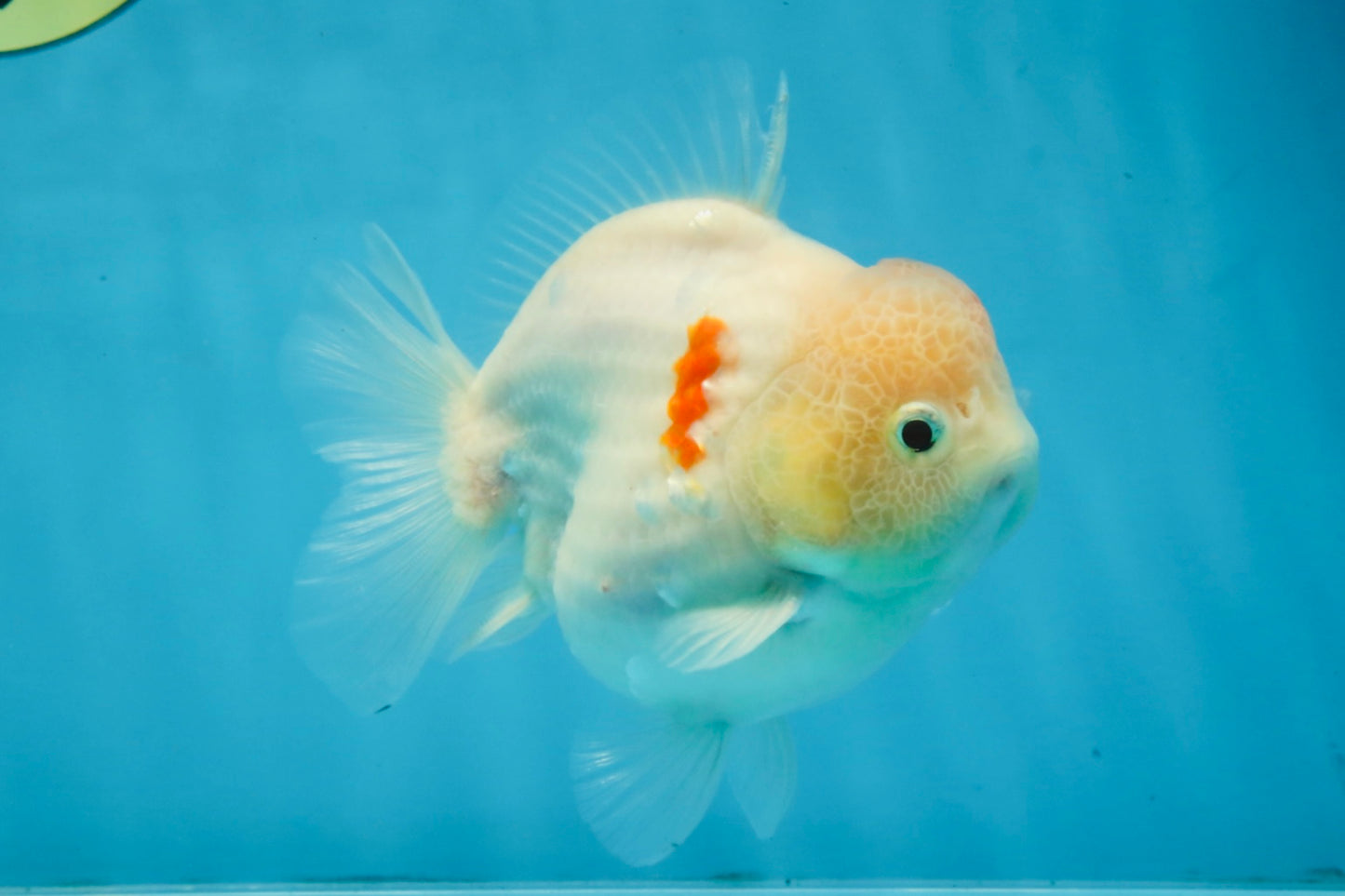 A Grade Sakura Yuanbao Male 4.5 inches #103125YB_01