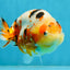 AAA Grade Tricolor Milk Cow Ranchu Female 5 inches #101025RC_15