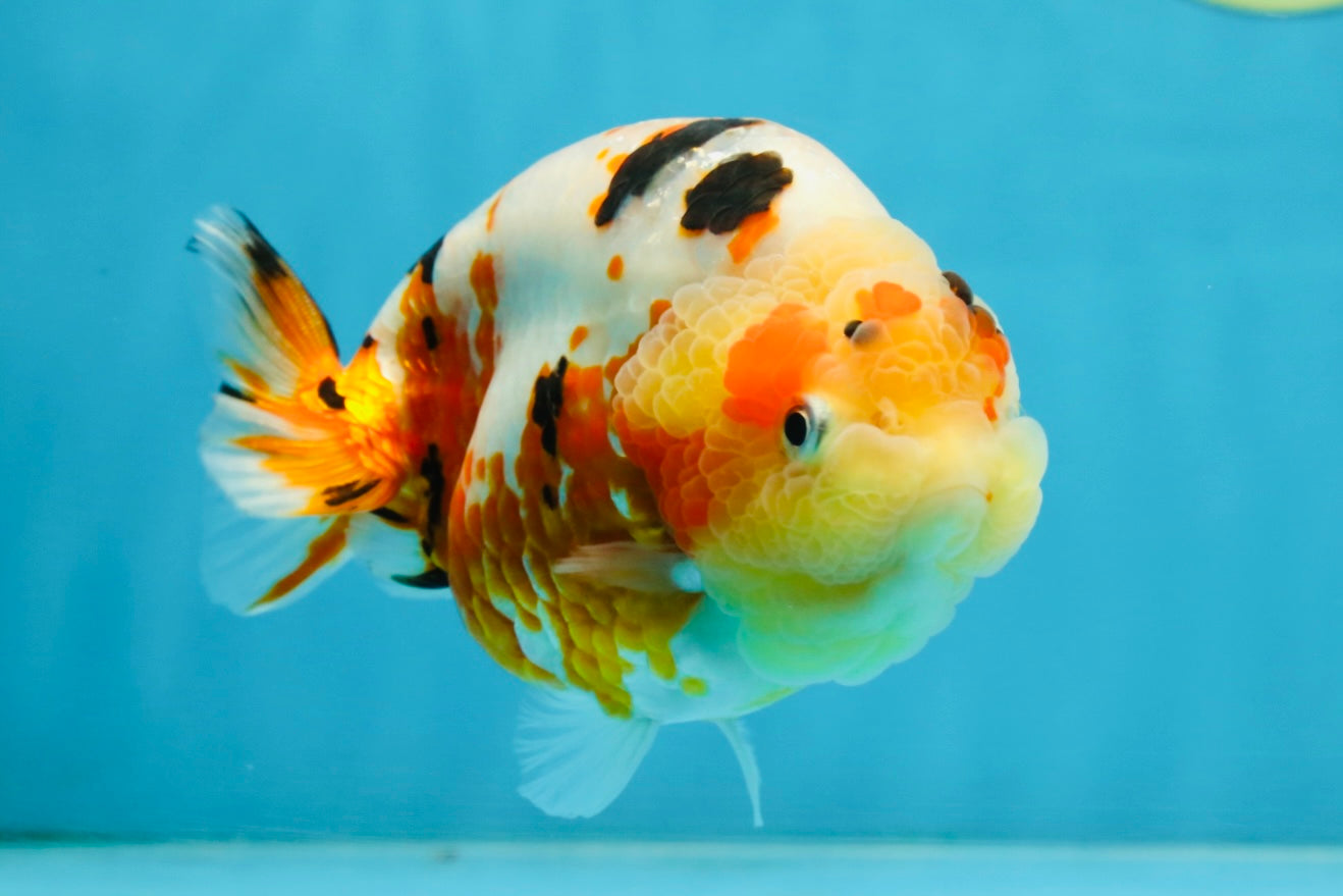 AAA Grade Tricolor Milk Cow Ranchu Female 5 inches #101025RC_15