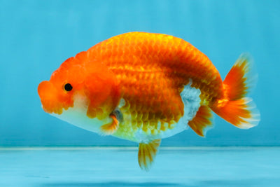 SUPER TOMATO A Grade Red White LionQueen 4.5 inches #120525LC_10