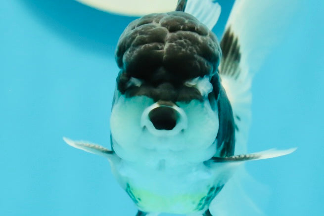 Panda Oranda Male 3.5 inches #1004OR_28