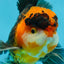 A Grade Dragon Tricolor Oranda Male 5 inches #060625OR_18