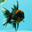 CHONKY A Grade Tiger Oranda Male 7 inches #082126OR_16