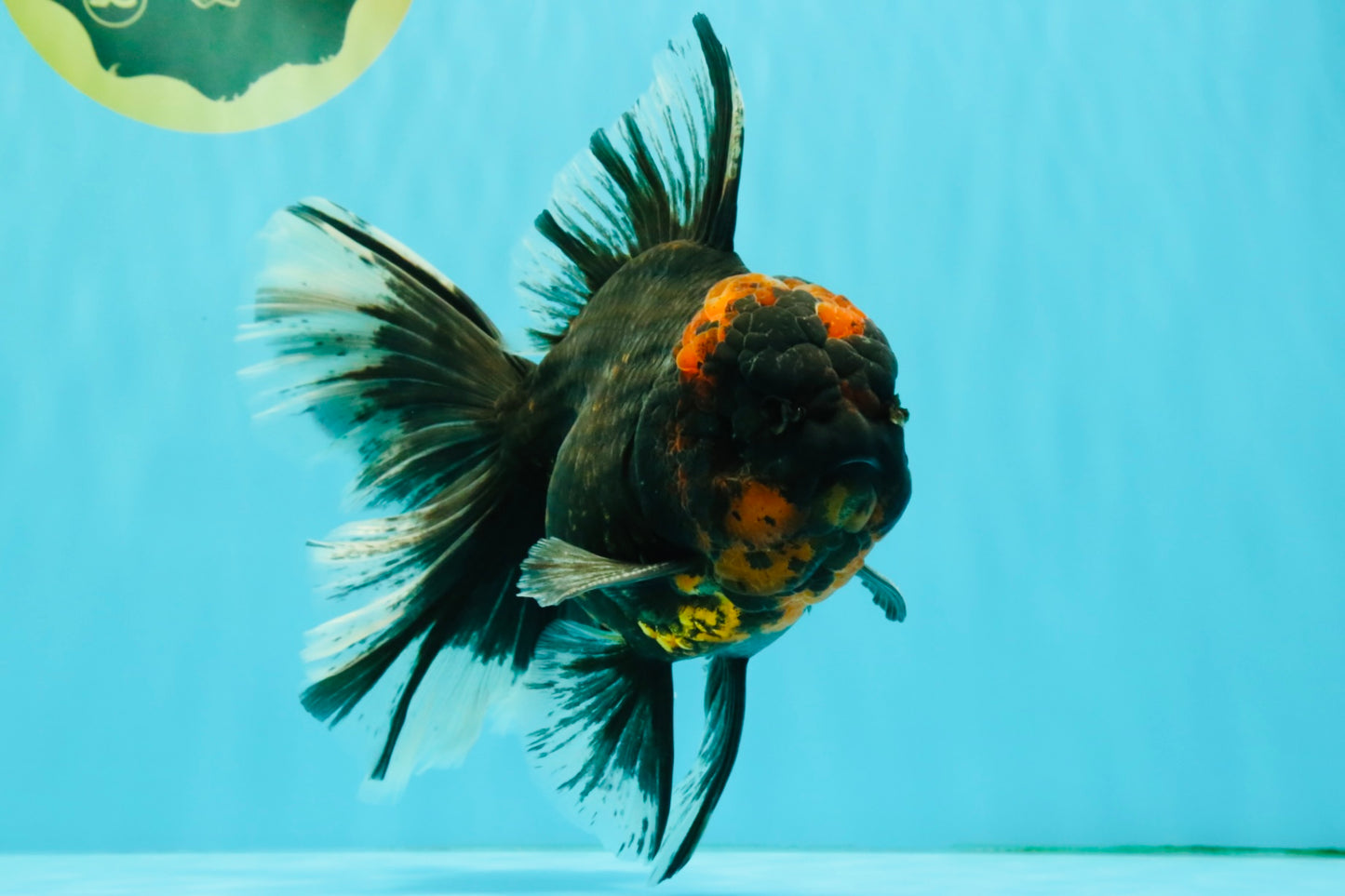 CHONKY A Grade Tiger Oranda Male 7 inches #082126OR_16