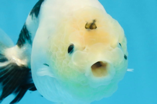 A Grade Chinese Cow Ranchu Female 4.5-5 inches #101725RC_18