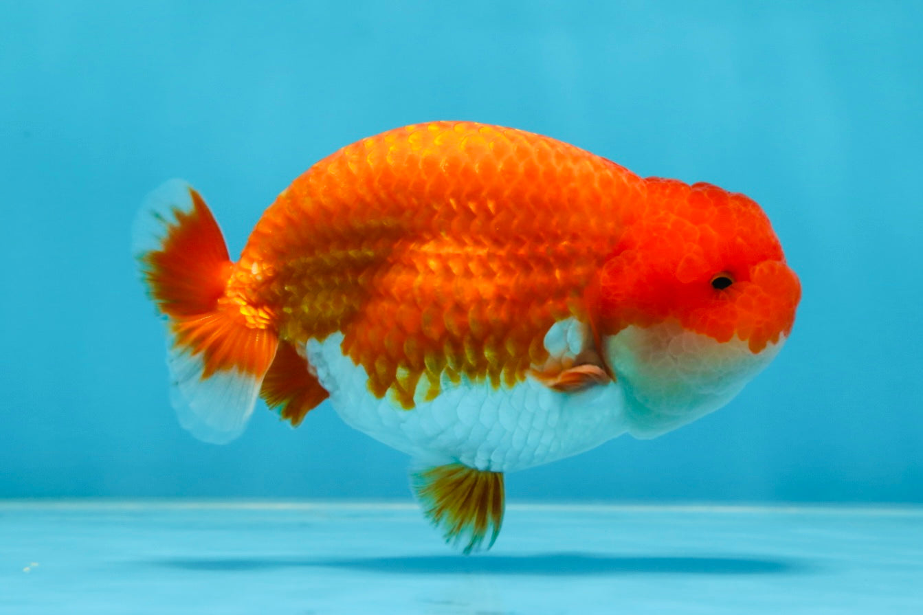 AAA Grade Red White LionKing 4-4.5  inches #053025LC_12