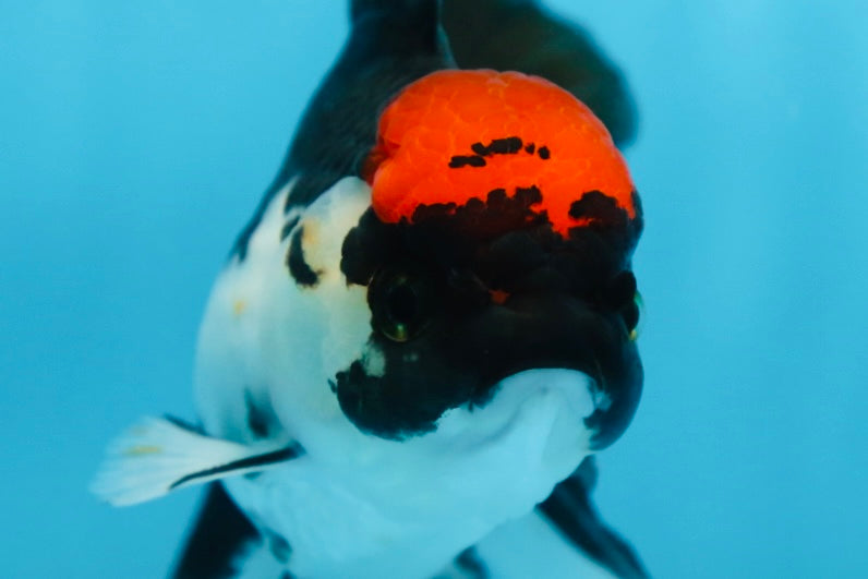 Tricolor Oranda Female 5 inches #091225OR_16