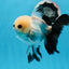 A Grade Button Eyes Panda Oranda Female 4.5-5 inches #0906OR_23