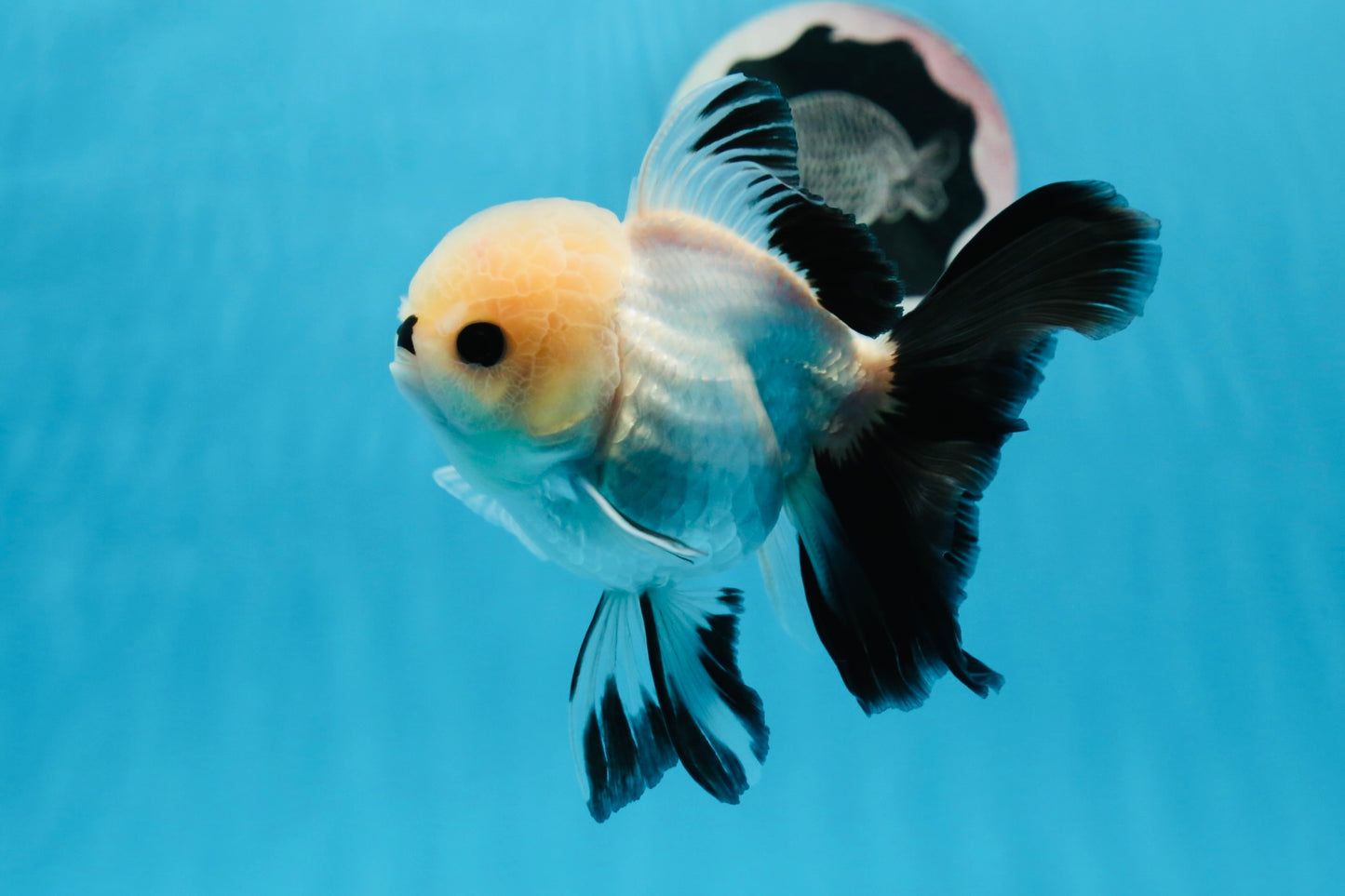 Panda Oranda femelle aux yeux boutonnés de catégorie A, 4,5 à 5 pouces #0906OR_23