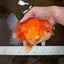 A Grade Jade Head Red White Oranda Female 6 inches #091225OR_13