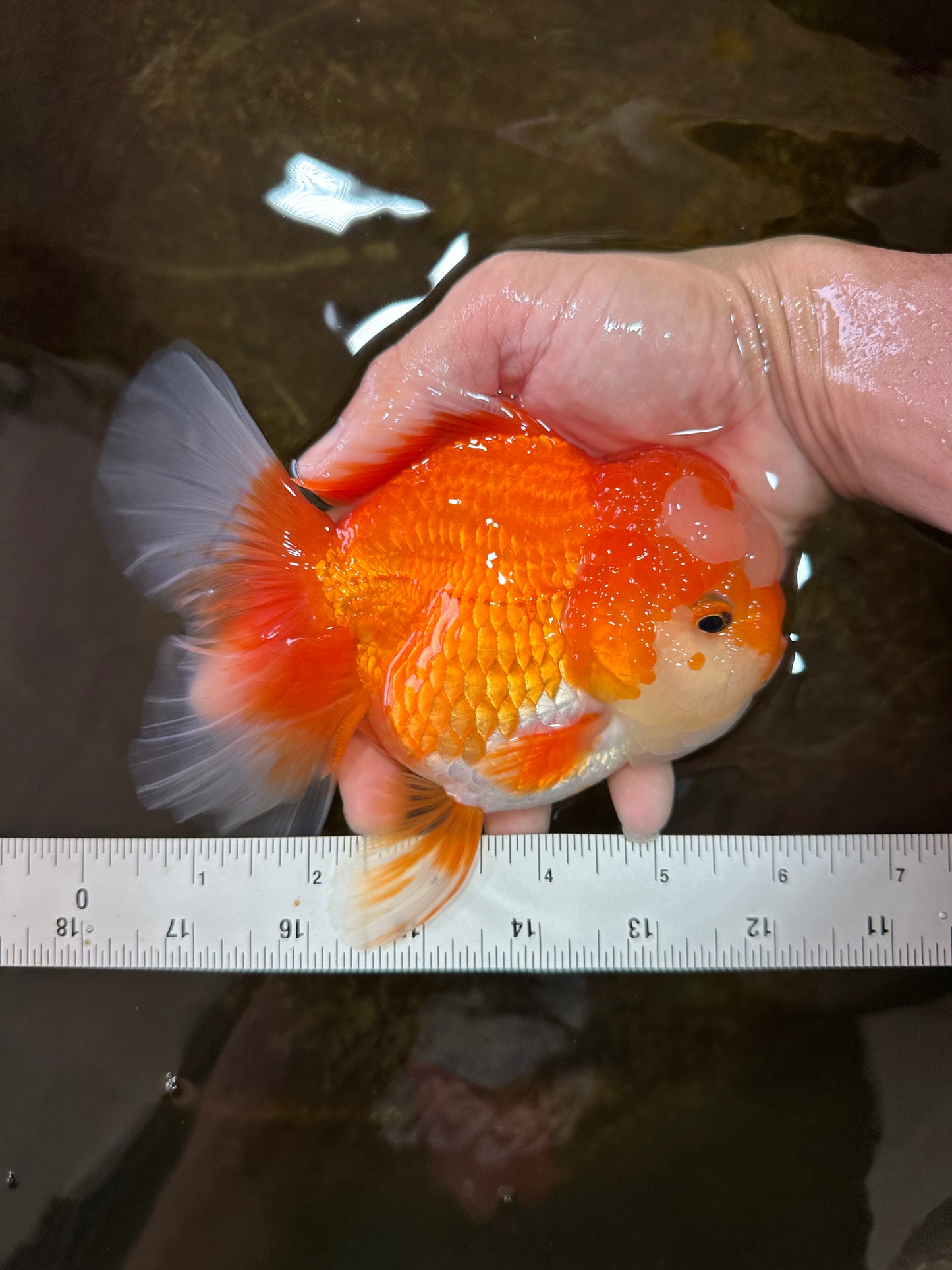 A Grade Jade Head Red White Oranda Female 6 inches #091225OR_13