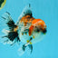 CHUNKY AAA Grade Kirin Calico Oranda Male 6.5 inches #041026OR_02