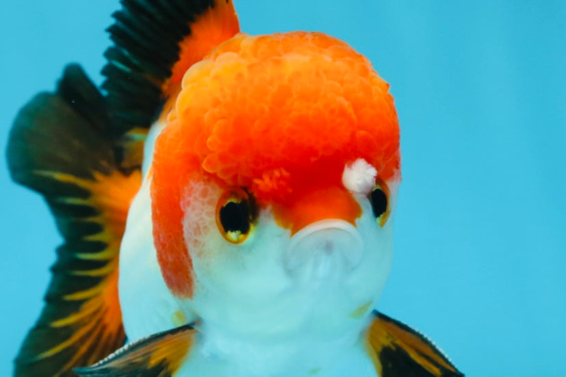 Tricolor Yuanbao Male 4.5 inches #062725YB_10