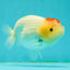 Nugget Snow Tancho Lemonhead Lionchu Male 4 inches #1018LC_06