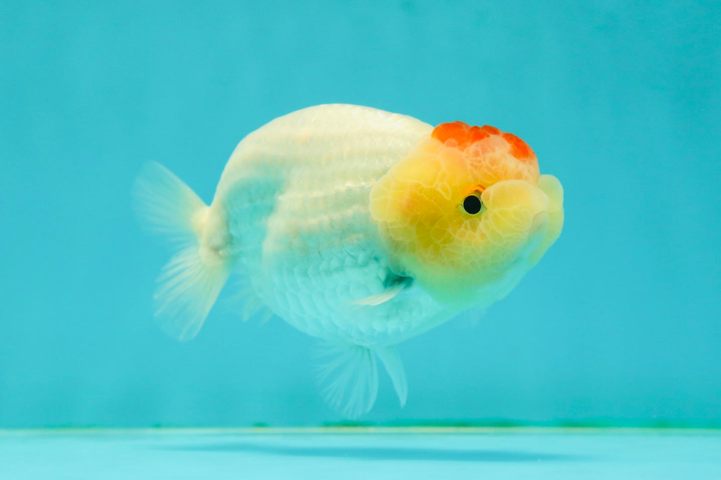 Nugget Snow Tancho Lemonhead Lionchu Male 4 inches #1018LC_06