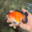 ADORABLE AAA Grade Tricolor Yuanbao Male 4.5-5 inches #080726YB_27