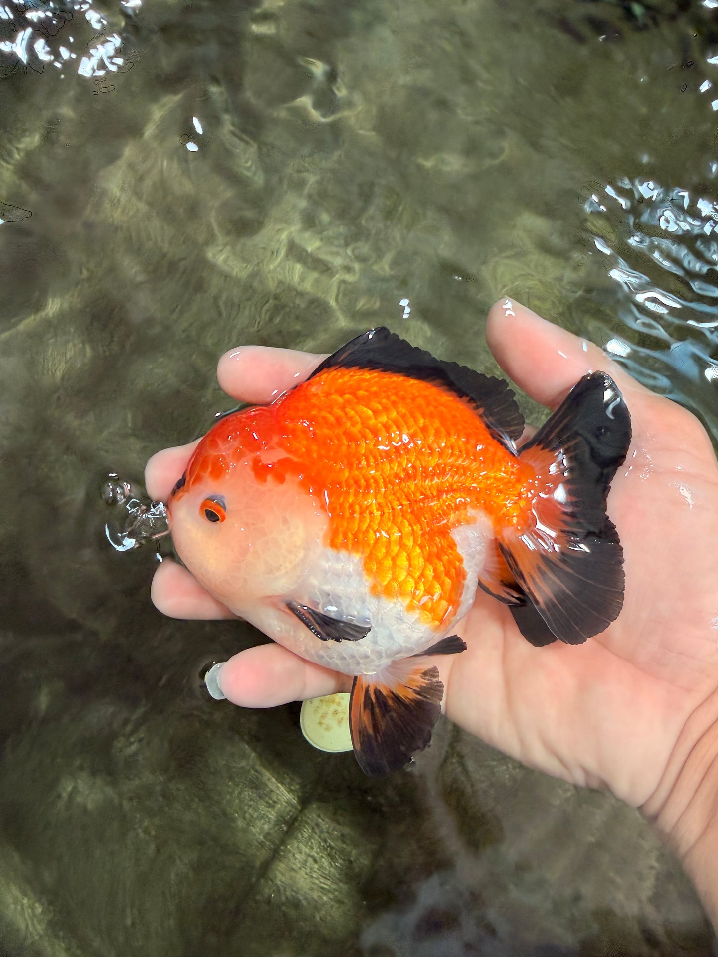 ADORABLE AAA Grade Tricolor Yuanbao Male 4.5-5 inches #080726YB_27