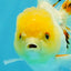 SUNNY White Oranda Female 5-5.5 inches #041026OR_08