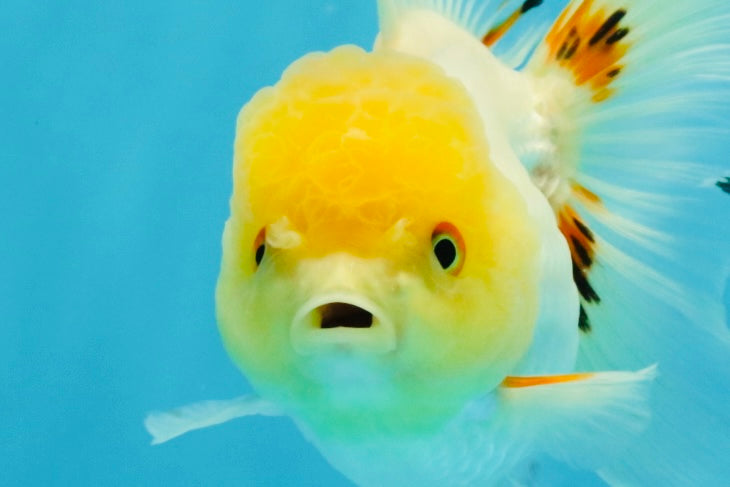 SUNNY White Oranda Female 5-5.5 inches #041026OR_08