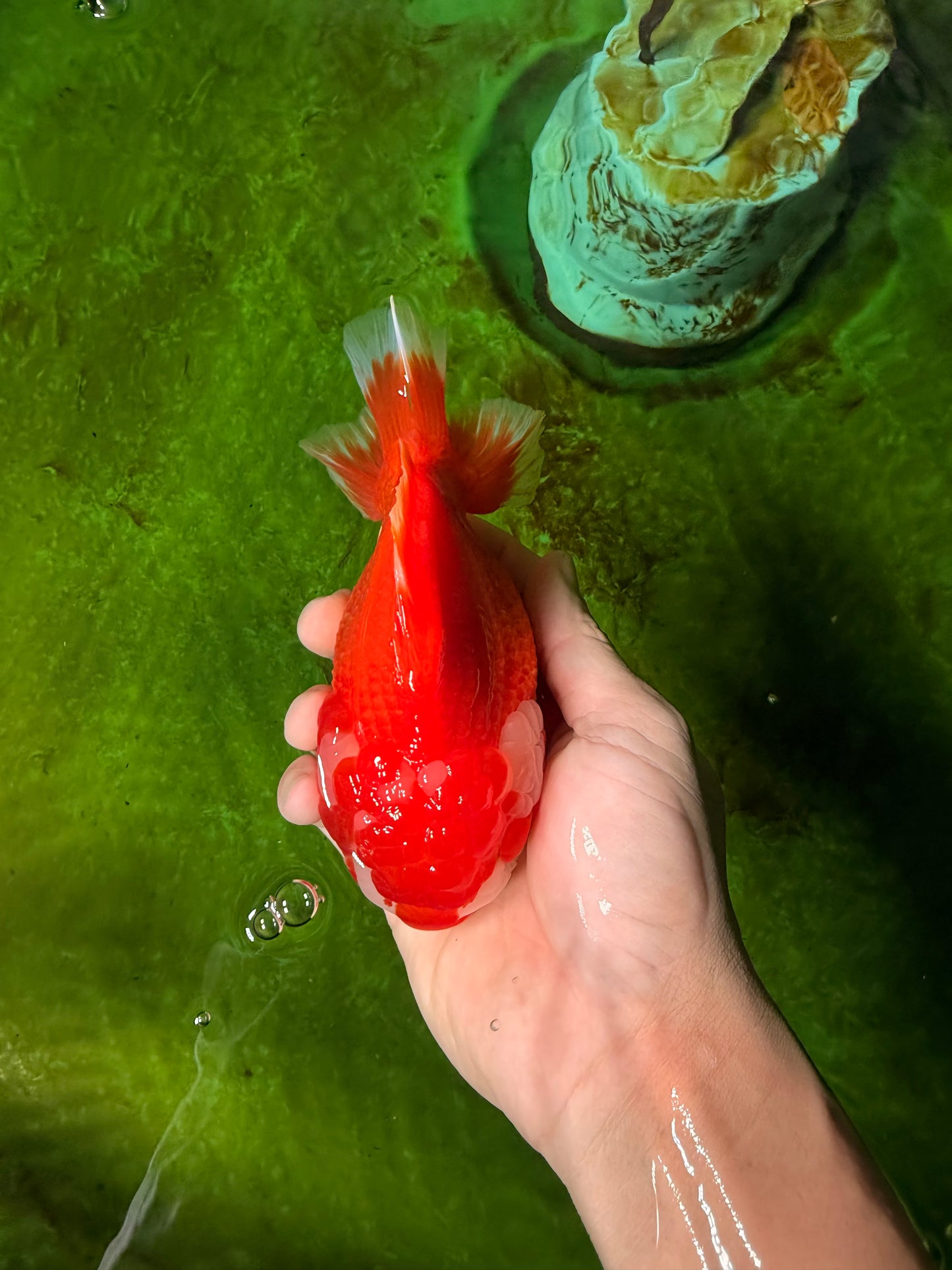 CHUBBY AAA Grade Red White Yuanbao Female 5.5 inches #041026YB_23